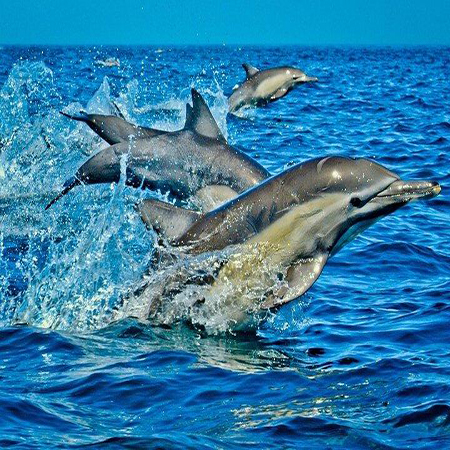 1 day Dolphin Tour in Zanzibar